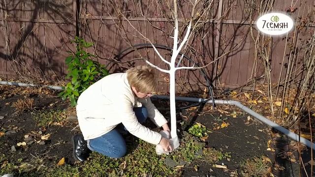 КАК ЗАЩИТИТЬ ЗИМОЙ ПЛОДОВЫЕ ДЕРЕВЬЯ 1-3 ГОДА ПОСАДКИ?? смотреть онлайн