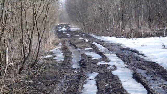 Лоси, Лес, Весна смотреть онлайн
