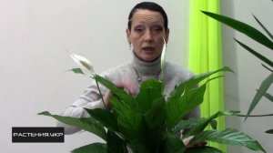 Цветок женское счастье / как ухаживать за спатифиллумом в домашних условиях?