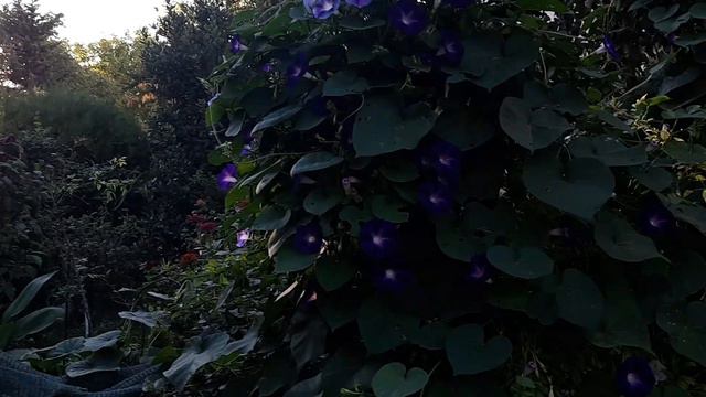 Несу инжир, буду гнать с... смотреть онлайн