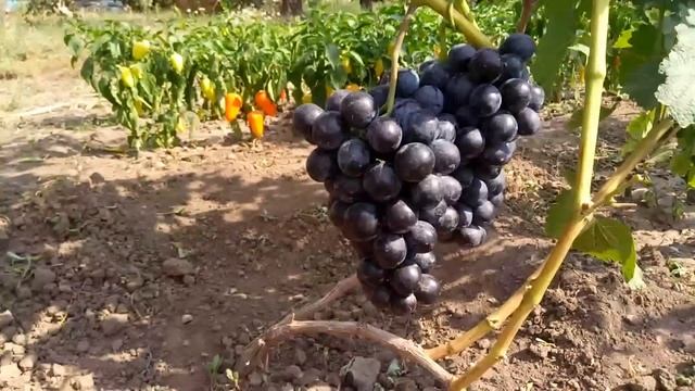 ВИНОГРАД ШАРАДА UA смотреть онлайн