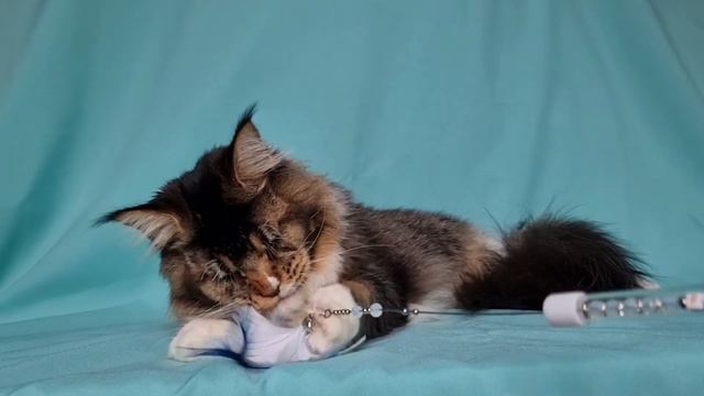 Котенок мейн-куна Бегемот. Очень серьезный и супер хищный. смотреть онлайн
