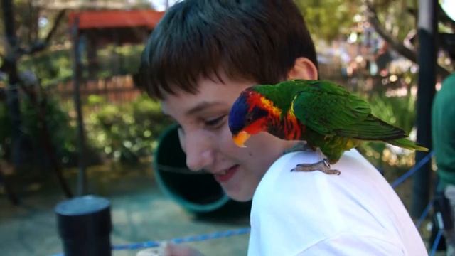 Lorikeet feeding . Part2 (Кормление попугаев) смотреть онлайн