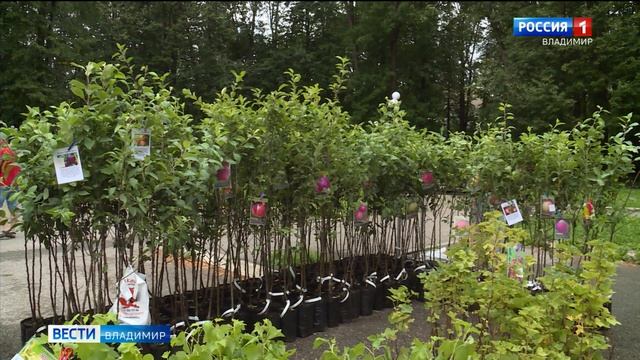 Выставка продажа предлагает саженцы яблонь смотреть онлайн