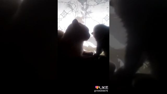 Мои котята они постоянно дерутся смотреть онлайн