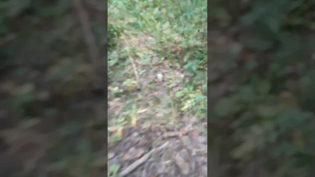 Натаска проходит в быстром темпе.Карельская медвежья собака.