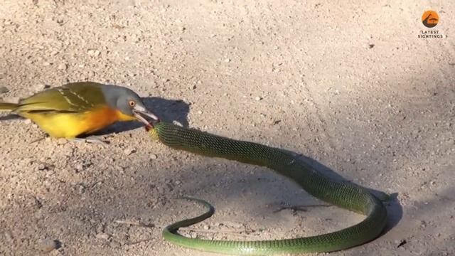 Bird Rips Snake’s Eyes Out as it Tries to Escape смотреть онлайн