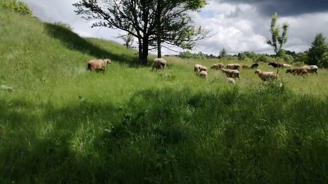 Гигантские тополя да и Райское Благодать /РУССКИЙ ДУХ/ДЕРЕВЕНСКИЙ БЫТ/