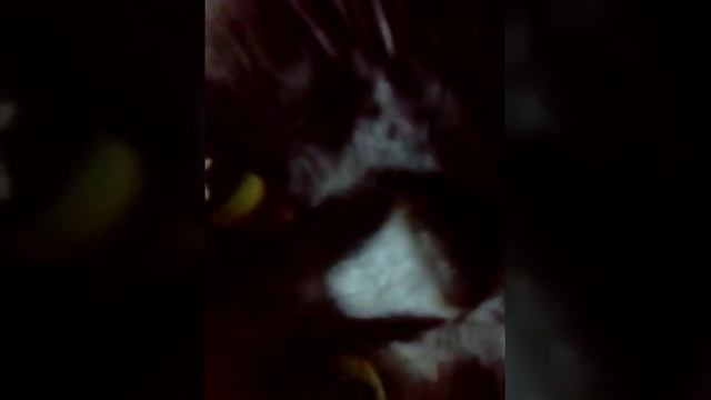 Коту лень двигаться и он хочет спать смотреть онлайн