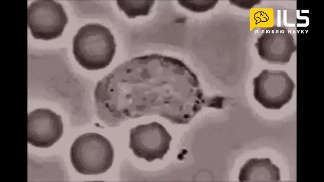 I Love Science RU / Лимфоциты (белые кровяные клетки) атакуют паразитов смотреть онлайн