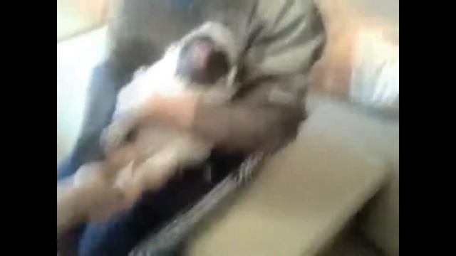 Мопс орет (pug screaming) смотреть онлайн