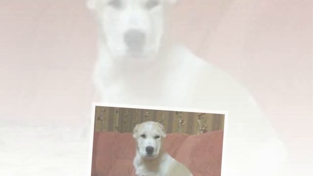 Щенок алабая - правильное кормление, дрессировка и воспитание