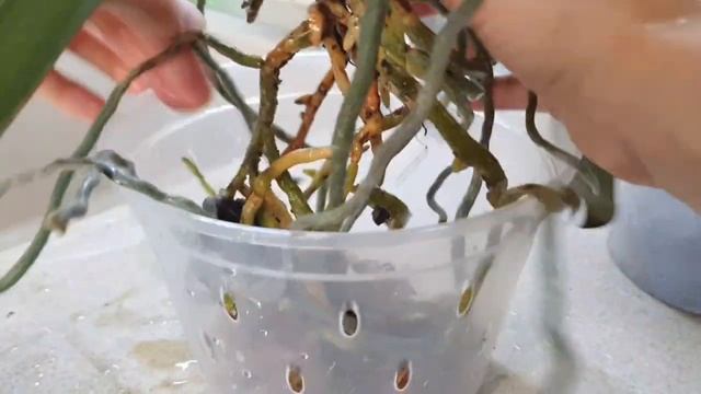 Пересадка Орхидея"Мэджик Арт"( Phal.Magic Art) смотреть онлайн