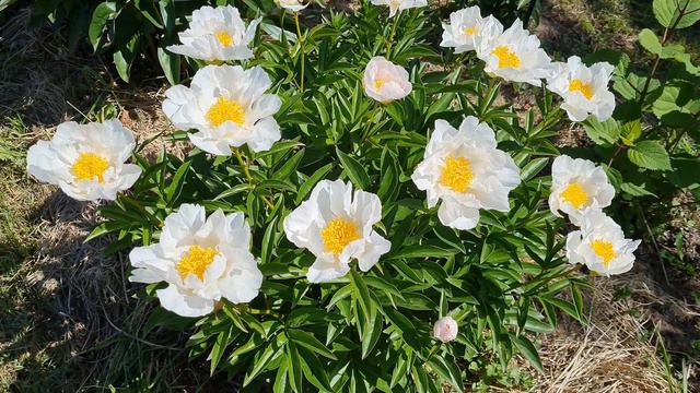 Пионы утром / Peonies in the morning / 4k video / смотреть онлайн