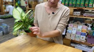 Диффенбахия Бертина - солнечная яркая красотка | Обзор сорта | Уход за диффенбахией