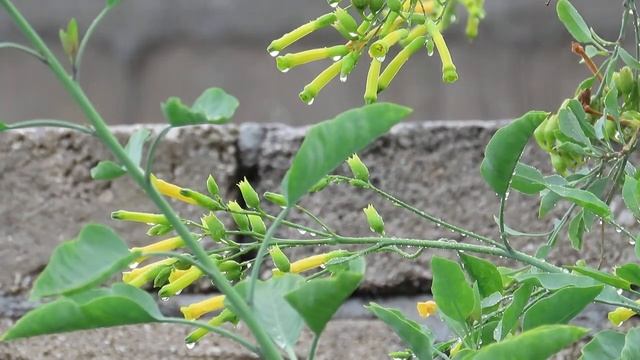 Lluvia (rain) Video Canon PowerShot SX70 HS смотреть онлайн