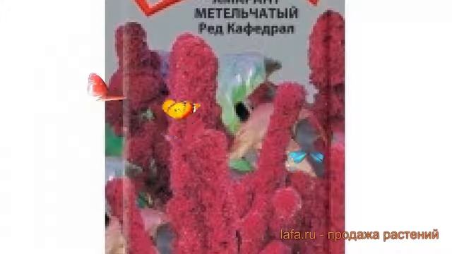 Амарант метельчатый Ред Кафедрал (red kafedral) ? обзор: как сажать, семена амаранта Ред Кафедрал смотреть онлайн