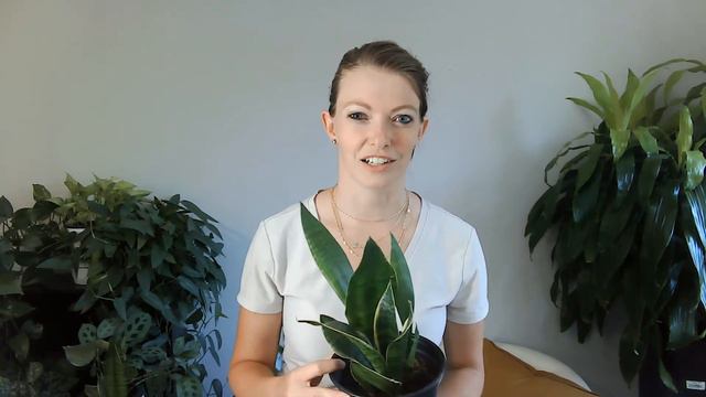 Snake Plant Care for the Ultimate Beginner | Light, Water, Fertilizer, & MORE! смотреть онлайн