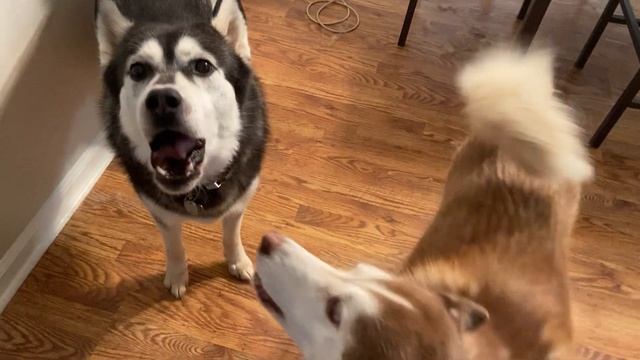 Siberian Huskies React to the Sound of a Harmonica | Siberian Huskies Howling & Barking смотреть онлайн
