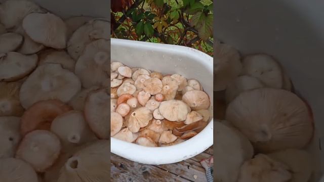 Секреты Ухода за Волосами