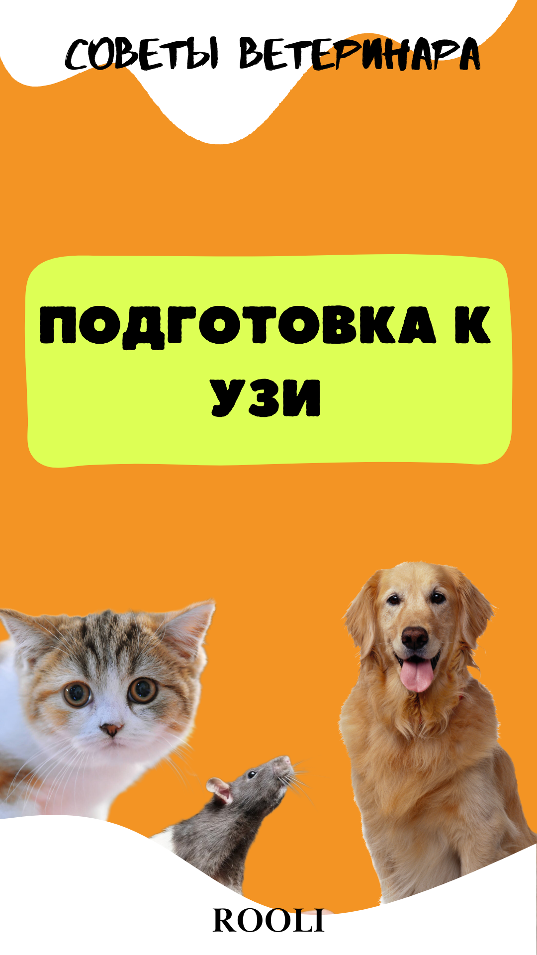 Как подготовить к УЗИ питомца - кошку, крысу, собаку, хомяка, шиншиллу. смотреть онлайн