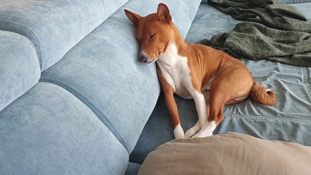 Боб размышляет 🐾🐶) басенджи, африканский молчун 🐯🔥 смотреть онлайн