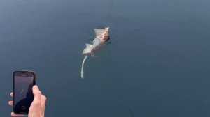 Трофейная рыбалка на ската