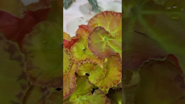 Все оттенки осеннего цвета... смотреть онлайн