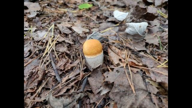 Вкусные десерты