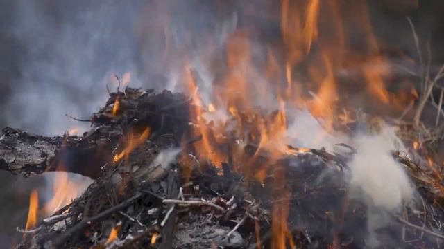 Fighting Fire With Fire: Using Cultural Burning Practices смотреть онлайн