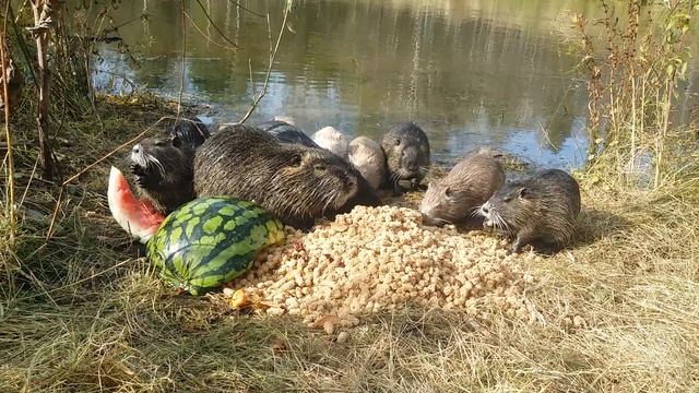 #Нутрия домашняя#