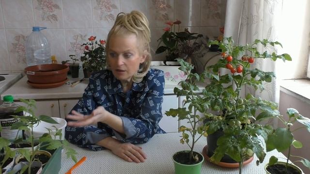 Паутинный клещ на рассаде - что делать? смотреть онлайн