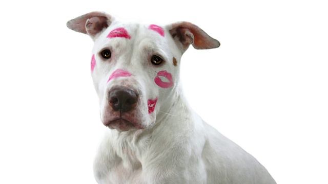 Что подумает хозяйка? смотреть онлайн