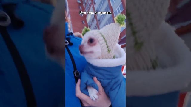 Прогулка зимой #chihuahua #dog #собака #чихуа #чихуахуа #shots #прогулка #зима #снег #холодно смотреть онлайн