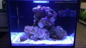 Морской аквариум (готовое решение "Ксения-нанориф")