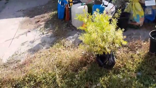 ТОРГУЮ НА РЫНКЕ ХРИЗАНТЕМОЙ. ПРОДАЖА УДАЛАСЬ. смотреть онлайн