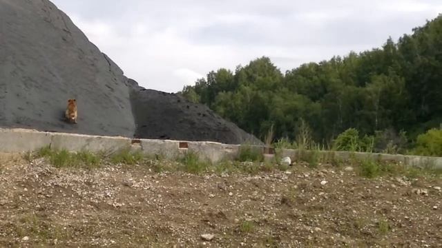 ЖЕСТЬ ВОРОНЫ ОТАКУЮТ СОБАКУ смотреть онлайн