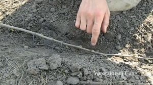 СЕКРЕТ Размножения Фундука 100% передача сорта / Как размножить фундук