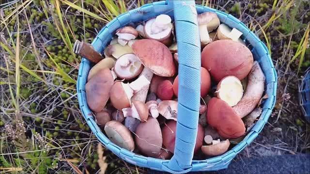 Маслята и подосиновики. ГРИБЫ РАСТУТ НЕ ПОДНЯМ А ПО ЧАСАМ. смотреть онлайн