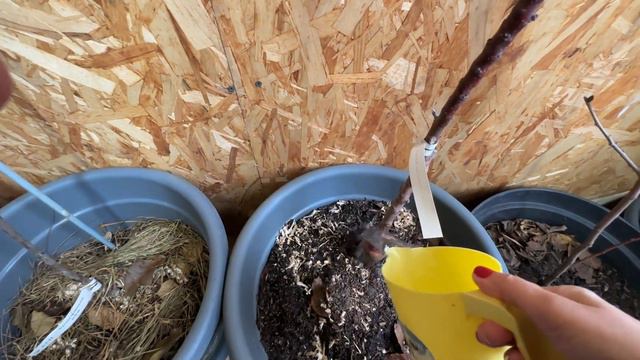 Как зимуют мои колонновидные деревья смотреть онлайн