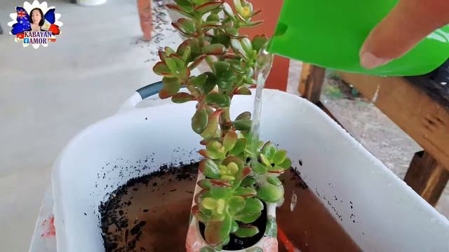 MY FULL SUN BABIES | SWIMMING TIME смотреть онлайн