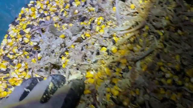 Купить яйцо Техасский мясной перепел Хитрук Елена Украина смотреть онлайн