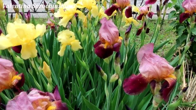 Любуемся весенней Левенцовкой! Ростов-на-Дону/ Admiring the spring Leventsovka/ Rostov-on-Don смотреть онлайн