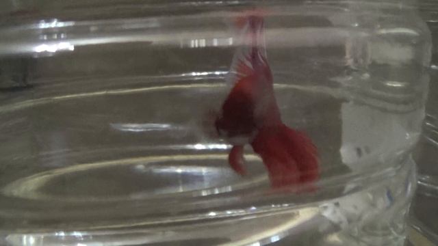 Аквариумная вода смотреть онлайн