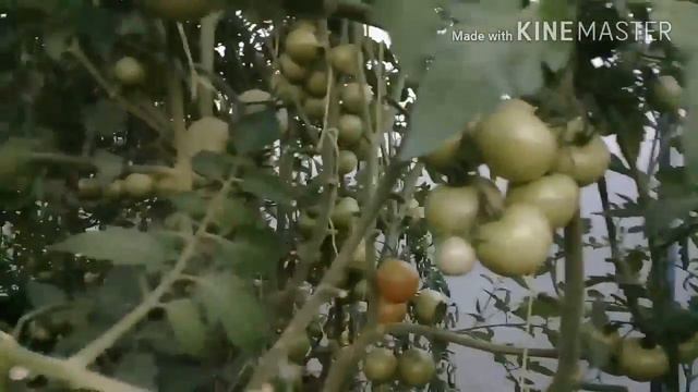 Консервация. Ужин. Помидоры. Цветы. смотреть онлайн