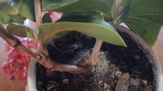 Экзотика! Растение Мединилла распустила свои роскошные гроздья! смотреть онлайн