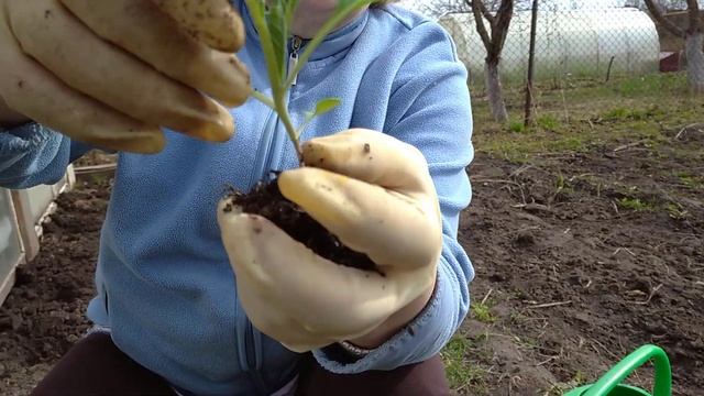 ПОСАДКА КАПУСТЫ В ОТКРЫТЫЙ ГРУНТ: ВЕСЬ ПРОЦЕСС смотреть онлайн