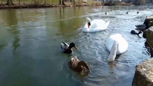 Лебедь Мой Любимчик - Соскучился 2566 HD смотреть онлайн