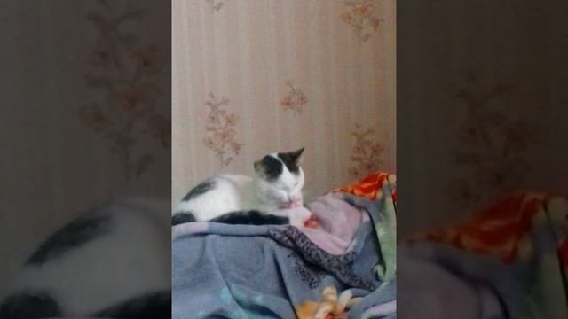 Кот с пустышкой смотреть онлайн