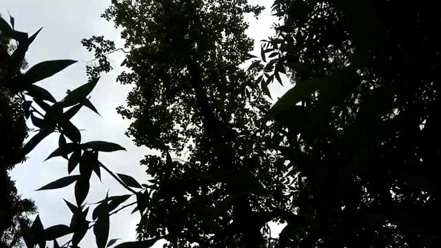 VID 20220615 152947 Кто заметил огненные знаки...1903 (А. Блок)...Павел Васильев Лахтинский смотреть онлайн